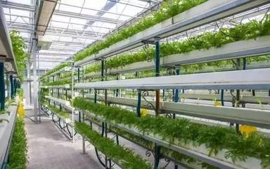 現代農業樣板 設施農業、無土栽培與精準農業的科技革新