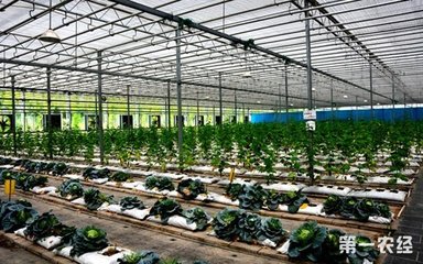 中國農(nóng)業(yè)科技揚帆出海 61項創(chuàng)新成果惠及全球