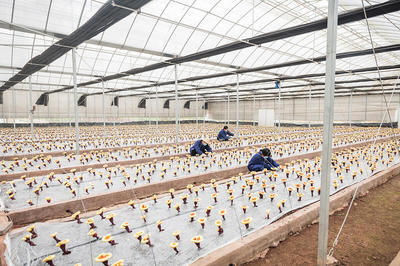 武義 科技賦能“武七味”公共品牌，引領農(nóng)戶增收致富新篇章