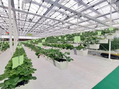 徐州豐縣 智慧興農(nóng)打造富民“數(shù)字化作物工廠”