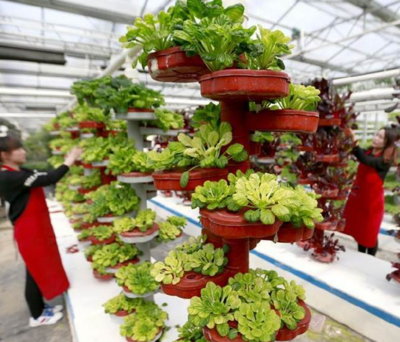 江蘇淮安 以現代農業園為引擎，驅動農業科技研發與產業升級