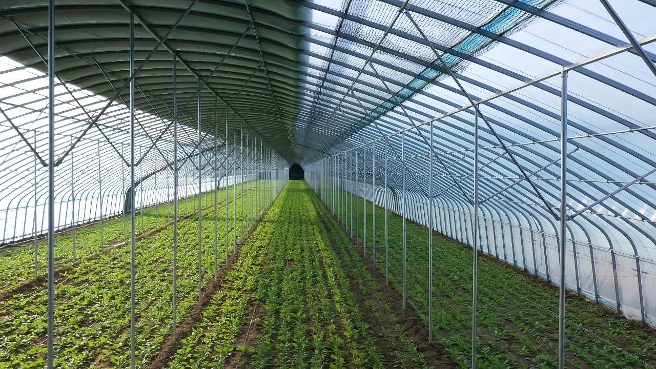 城子鄉 數智賦能'蔬菜芯'，科技孕育'新希望'